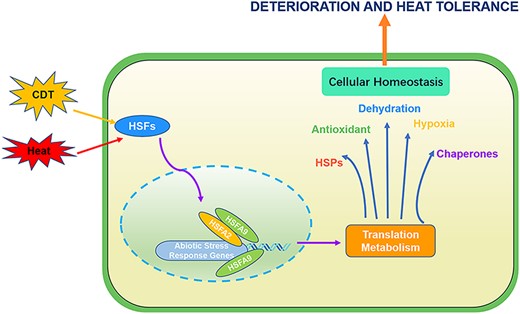Integrated regulatory model of HSFs in deterioration and heat stress response. HSFA9 leads to the activation of downstream targets, including HSPs, antioxidant enzyme genes, dehydration-responsive genes and genes involved in hypoxia response and chaperones. HSFA9 takes a central role in this regulatory network, interacting with HSFA2 and binding to the promoters of their downstream regulatory genes during heat shock stress. This integrated regulation enhances the plant’s capacity to develop tolerance to both deterioration and heat stress.