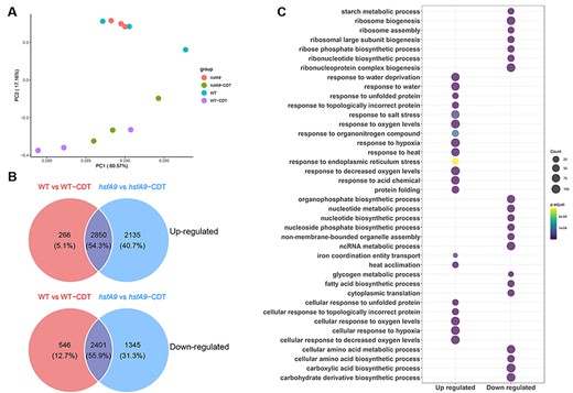 Expression profiles of DEGs in seeds during CDT. (A) PCA of gene expression profiles indicated that all the samples were divided into two distinct groups. (B) Venn diagram illustrating the up- and down-regulated genes between comparisons of WT vs WT-CDT and hsfA9 vs hsfA9-CDT. (C) GO enrichment analysis of the up- and down-regulated genes across the comparison between WT and hsfA9 mutants under CDT. Dot color represents log10 (-adjust P-value) and dot size represents the number of genes.