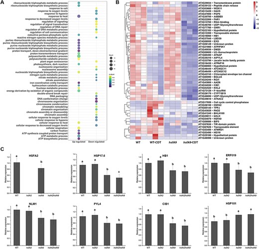 Analysis of differential expressed genes between WT and hsfA9 under CDT. (A) Go enrichment analysis of the significantly up- and down-regulated genes between comparisons of WT-CDT and hsfA9-CDT. Dot color represents log10 (-adjust P-value) and dot size represents the number of genes. (B) Heatmap of expression patterns for the top 50 CDT-suppressed genes. Hierarchical clustering analysis was performed for both samples and genes using the Euclidean distance as the similarity metric. (C) RT-qPCR analysis of eight representative genes (HSFA2, HSP17.6, HB1, ERF019, NLM1, PYL4, CIB1 and HSP101) in response to CDT treatment in hsfA2, hsfA9 and hsfA2/hsfA9 mutants. Error bars show SD from three replicates. Letters in the bar plots indicating significant differences (P < 0.05).