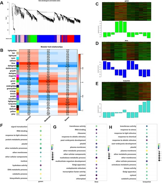 Weighted gene co-expression network analysis (WGCNA) of genes related to transcriptomic response during CDT treatment. (A) DEGs clustering and module screening based on gene expression pattern. The top panel displays the gene dendrogram, while the bottom panel exhibits the identified gene modules, each distinguished by a unique color. In total, 26 modules were discerned. (B) Module–trait correlation analysis. The left panel depicts the 26 identified modules, and the color scale on the right represents module–trait correlations ranging from −1 (blue) to 1 (red). The terms ‘normal’, ‘moderate’ and ‘aeveral’ indicate the relative seed germination rates following CDT treatment. (C)–(E) Heat maps illustrating the dynamic expression patterns of co-expressed genes in the ‘green’, ‘blue’ and ‘turquoise’ modules. (F)–(H) The GO-enrichment results of biological process category for genes within the three most significant modules. Dot size corresponds to the number of genes, and the gradient color of the dot indicates the significance as log10 (-adjust P-value) values.