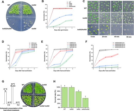 Seed longevity and basal thermotolerance are lost faster in hsfA9/hsfA2 double mutants. (A) The hsfA9/hsfA2 showing decreased germination efficiency under CDT, while hsfA2 mutant still show CDT resistance. (B) Germination plot of the seeds from WT, hsfA9, hsfA2 and hsfA9/hsfA2 lines. Each time point represents average values obtained from days after germination. (C) Malfunction of HSFA9 and HSFA2 leading to decreased germination efficiency compared to WT after heat-shock treatment at 55°C for 20, 40 and 60 min. Seeds of different lines were germinated on medium containing 0.5% MS medium for 5 days. (D)–(F) Germination plot of the seeds from WT, hsfA9 and hsfA2/hsfA9 under 20, 40 and 60 min heat-shock treatment. Each time point represents average values obtained from days after heat-shock. (F) The hsfA9/hsfA2 seedlings do not tolerant to exposure to 37°C for 1 h, recover at 22°C for 2 days and heat-shock at 42°C for 45 min (see Scheme). (H) Survival rate of WT, hsfA9, hsfA2 and hsfA9/hsfA2 plants after exposure to heat-shock. Error bars show SD from three replicates. Letters in the bar plots indicating significant differences (P < 0.05).