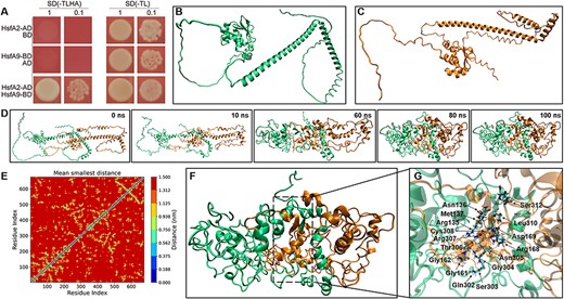 Heterodimerization of HSFA9 and HSFA2. (A) Y2H interaction assay between HSFA9 and HSFA2. Transformants were assayed for the activity of protein–protein interaction reporting genes by growth selective plating on -Trp -Leu -His -Ade SD medium. (B)-(C) The 3D model of HSFA9 and HSFA2 built by using Alphafold2. (D) Snapshots showing the oligomer formation between HSFA9 and HSFA2, where HSFA9 and HSFA2 are represented by green and orange colors, respectively. (E) The residue distant map between the Cα-atoms of each amino acid residue of HSFA9 and HSFA2. The scale adjacent to the distance map illustrates the distances between the residues. (F) The snapshot of the refined and stabilized HSFA9 and HSFA2 oligomer after 100 ns MD. (G) The cartoon view of the interface region and residues of HSFA9 and HSFA2 oligomer.
