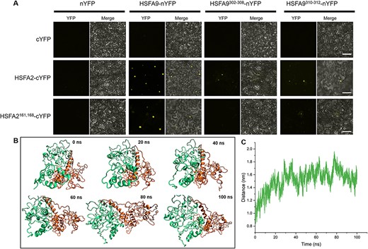 Mutating these interface residues led to decreased interaction and separation between HSFA9 and HSFA2 in the complex. (A) Bimolecular fluorescence complementation (BiFC) assay in tobacco (Nicotiana benthamiana) leaf cells testing protein–protein interaction between HSFA9 and HSFA2. HSFA9 HSFA2 and the mutations for the interface residues were introduced into pSYNE or pSYCE vectors, respectively, fused with N-terminal or C-terminal YFP. Reconstitution of yellow fluorescence shows positive interaction in the nucleus and absence of fluorescence in the negative control (upper panel). The middle panel shows an interaction between HSFA2 and HSFA9 and a reduced interaction between HSFA2 and HSFA9 mutation for the interface residues. Importantly, the introduction of mutations in both HSFA9 and HSFA2 residues resulted in a rare occurrence of interaction (lower panel). Bars = 20 μm. (B) Molecular dynamics simulation of the HSFA9 and HSFA2 dimer complex with mutations introduced in the interface residues. The trajectory analysis reveals that mutations in the interface residues of both HSFA9 and HSFA2 result in the dynamic separation of the dimer complex from the initial interface during the course of 100 ns simulation. (C) The displacement plot further quantifies the divergence of HSFA9 and HSFA2 due to the introduced mutations.
