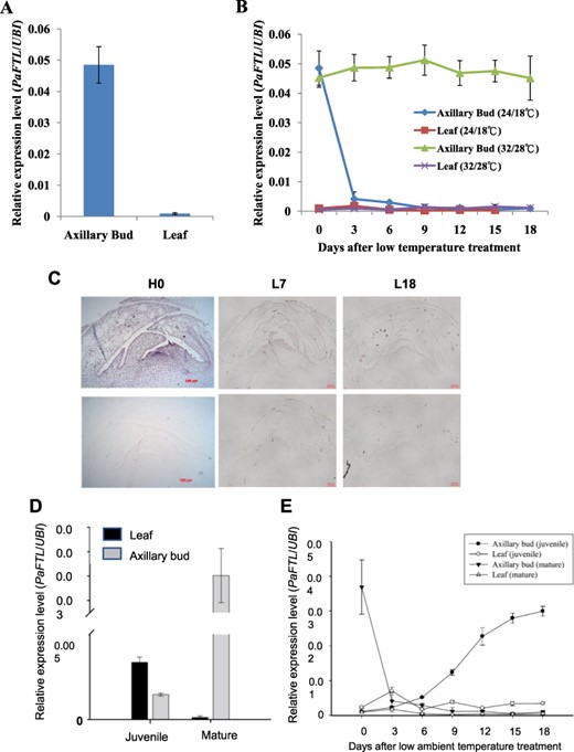 Expression patterns of PaFTL in P. aphrodite. (A) PaFTL expression levels in leaves and axillary buds. (B) PaFTL expression patterns following high– (10 h of light at 32°C/14 h of dark at 28°C) or low–ambient temperature (10 h of light at 24°C/14 h of dark at 18°C) treatment of leaves and axillary buds. Samples were harvested at 3-day intervals, and UBIQUITIN10 (UBI10) was used as an internal control. Error bars represent ±SD of three biological replicates. (C) In situ hybridization patterns of PaFTL in axillary buds subjected to high temperature (H0), 7 (L7) and 18 (L18) d of low-temperature treatment. Only FTL expression patterns appeared in H0, while background levels of PaFTL expression were detected in L7 and L18. (D) Relative expression levels of PaFTL in the leaves and axillary buds of juvenile and mature plants cultivated at high ambient temperatures (10 h of light at 32°C/14 h of dark at 28°C). The axillary buds of juvenile plants were harvested from 15 different plants and combined, and the error bars represent ±SD of three technical replicates normalized to UBI10 expression. Other samples were harvested from three different plants, and the error bars represent ±SD of three biological replicates normalized to UBI10 expression. (E) Expression patterns of PaFTL in response to low ambient temperatures (10 h of light at 24°C/14 h of dark at 18°C) in juvenile and mature plants. Plants were harvested at 3-day intervals, with samples collected at ZT8. Error bars represent ±SD of three biological replicates normalized to UBI10 expression. Standard errors were calculated from the means of three biological replicates.