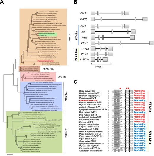 PaFTL belongs to the FT-like family. (A) Phylogenetic tree comprising PaFTL and PEBP family genes from other plant species was constructed using the ML method. An ML tree with 1,000 bootstrap replicates is shown. (B) Gene structure of PaFTL in comparison with other PEBP genes. Rectangular boxes represent exons, and lines represent introns. (C) Alignment of residue 85 in exon 2 and segment B for PaFTL and other members of the PEBP protein family. Asterisks indicate the three most important residues in segment B.
