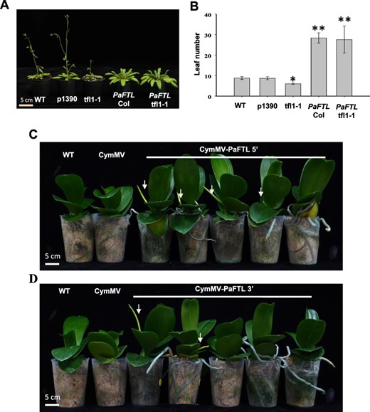PaFTL is a flowering repressor. (A) Morphology and (B) flowering time of WT, p1390, tfl1-1, 35S::PaFTL in Col and 35S::PaFTL in tfl1-1 Arabidopsis plants. Plants were photographed 40 d after germination. More than 30 individual T3 plants for each construct were scored. Early spiking was observed in P. aphrodite plants infected with (C) CymMV-PaFTL 5′ or (D) CymMV-PaFTL 3′, both of which resulted in PaFTL gene silencing. These treated plants were cultured at 10 h of light at 30°C/14 h of dark at 28°C. WT and CymMV vector–inoculated plants were used as controls. Arrows indicate the flower spikes.