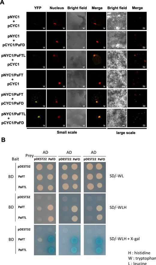 PaFTL physically interacts with PaFD. (A) PaFTL and PaFT interact with PaFD in BiFC assays. The bar is 10 μm in a small-scale field of view. The bar is 100 μm in a large-scale field view. (B) Yeast two-hybrid assay showing the interaction between PaFTL and PaFD. Yeast cells co-transformed with pDEST32 and pDEST22 (both were control), pDEST32 and pDEST22-PaFD (PaFD), pDEST32-PaFT (PaFT) and pDEST22, PaFTL and PaFD, pDEST32-PaFTL (PaFTL) and pEDST22, or PaFTL and PaFD, grown on SD/−WL, SD/−WLH or SD/−WLH + X-gal. pDEST22 is the prey empty vector, and pDEST32 is the bait empty vector.