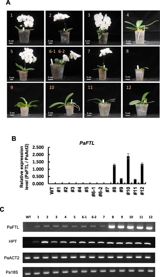 PaFTL overexpression represses flowering in P. aphrodite. (A) Representative phenotypes of transgenic P. aphrodite with maize ubiqutin:PaFTL construct. (B) Quantitative real-time PCR to detect PaFTL expression from leaves of WT or various PaFTL-OX lines. Error bars represent ±SD of three biological replicates, normalized to UBI10 expression. (C) Semi-quantitative RT-PCR to detect relative expression of PaFTL, hygromycin phosphotransferase II, act2 and 18S of WT and various transgenic plants by RT-PCR analysis.