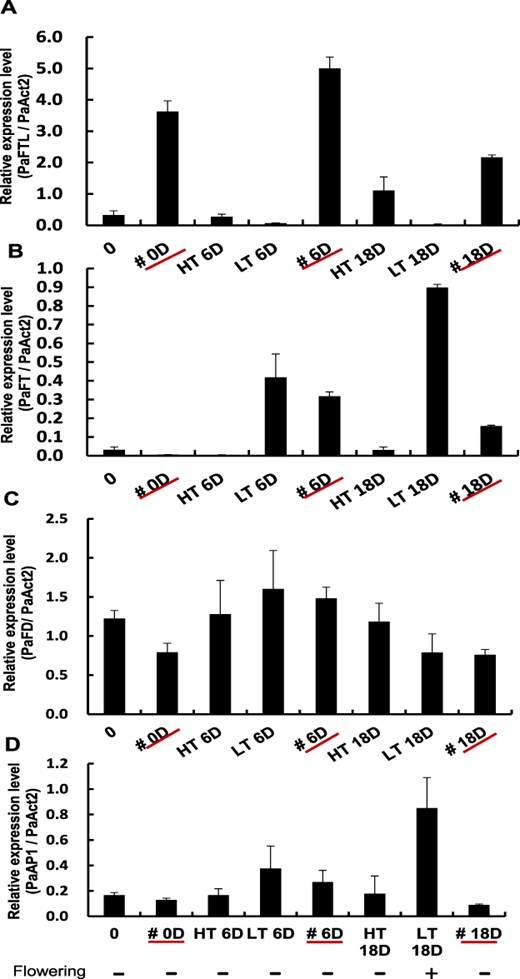 The relative expression levels of PaAP1 was reduced in transgenic PaFTL overexpression plant at low ambient temperatures. (A) Relative expression level of PaFTL in various plants. (B) Relative expression level of PaFT in various plants. (C) Relative expression level of PaFD in various plants. (D) Relative expression level of PaAP1 in various plants. # represents the PaFTL transgenic plant. HT: high ambient temperature. LT: low ambient temperature. 0: WT plants grown at 32°C/30°C. #0D: PaFTL transgenic plants grown at 32°C/30°C. HT6D: WT plants grown at 32°C/30°C for 6 d. LT6D: WT plants grown at 24°C/18°C for 6 d. HT18D: WT plants grown at 32°C/30°C for 18 d. LT18D: WT plants grown at 24°C/18°C for 18 d. #6D and #18D: PaFTL transgenic plants grown at low temperature for 6 and 18 d, respectively. Abbreviations: HT, high ambient temperature; LT, low ambient temperature.
