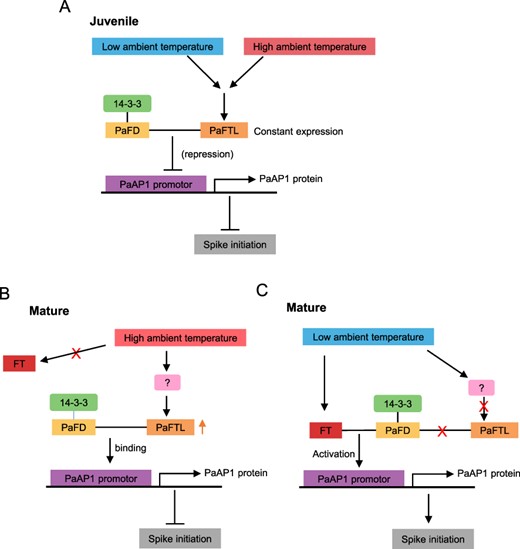 Models illustrating the proposed role of PaFTL and temperature in flowering regulation in juvenile and mature plants. (A) In the juvenile phase, the abundance of the flowering repressor PaFTL increases in response to low ambient temperature and flowering is consequently suppressed. (B) In the mature phase, the abundance of the flowering repressor PaFTL decreases in response to low ambient temperature, and flowering is consequently accelerated. (C) In the mature phase, the abundance of the flowering repressor PaFTL increases in response to high ambient temperature and flowering is consequently suppressed. The positive and negative controls are represented by arrows and perpendicular lines, respectively.
