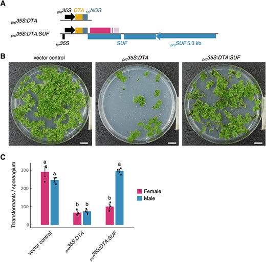 Antisense transcription of SUF represses expression of toxic gene DTA, an artificial target gene. (A) Schematic diagrams of pro35S:DTA and pro35S:DTA:SUF constructs. The CaMV 35S terminator (ter35S) in the bottom strand of the pro35S:DTA:SUF construct is included to facilitate the termination of the antisense transcription of SUF. (B) F1 germinating spores from pro35S:DTA and pro35S:DTA:SUF plants. pMpGWB100 was used as a vector control. The germinating spores were grown on selective media supplemented with antibiotics for 3 weeks under continuous white light conditions. Scale bars, 1 cm. (C) Survival rates of female and male pro35S:DTA and pro35S:DTA:SUF plants. The rates were estimated from the total number of transformants and the sex ratio determined by sex-ascertainment PCR performed on over 100 randomly selected individuals. Bars represent the mean ± SE from three independent experiments. Letters above the bars indicate grouping by P < 0.05 in a Tukey–Kramer test.