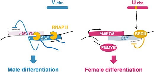 Model of the regulatory mechanism of sex differentiation via the FGMYB-SUF module in M. polymorpha. In males (left), the antisense lncRNA SUF is transcribed from the antisense strand of the female-promoting gene FGMYB. The antisense transcription itself, rather than the transcript, represses FGMYB expression in cis, leading to differentiation into the ‘default’ male. In females (right), the sex-determining factor BPCU on the U chromosome directly represses SUF expression, leading to the de-repression of FGMYB expression and differentiation into female.