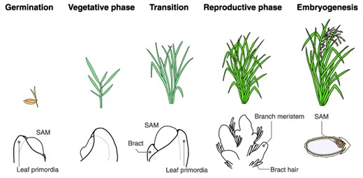 Progression of plant developmental phases. This figure provides an example using rice to illustrate the developmental phase transition. The top panel displays the overall plant morphology, while the bottom panel highlights the characteristic features of the SAMs and the surrounding tissue morphology. Germination: following germination, the SAM gives rise to the aerial parts of the plant, known as the shoot. Vegetative phase: during this phase, the SAM is responsible for leaf differentiation. Axillary meristems are formed in the leaf axils. Transition: the SAM undergoes several changes, both morphologically and physiologically. These changes include an increase in size and a shift toward the reproductive phase at the molecular level. Reproductive phase: this phase is marked by the formation of the inflorescence. Following this, the subsequent generation of SAMs arises through a series of processes: flower development, gametophyte formation and finally, fertilization. Embryogenesis: following fertilization, the SAM for the next generation is formed concurrently with seed development.