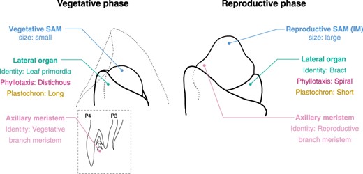 Developmental changes during the vegetative-to-reproductive phase transition in the SAM. This figure provides an example using rice to illustrate the transition. The figure presents the identity and features of the SAM, its lateral organs, and the axillary meristem. Reproductive SAM is also known as IM. Notably, the majority of these developmental characteristics undergo significant modifications during the transition.