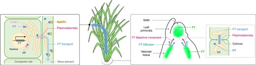 Transport and distribution of florigen FT. (Left) The FT gene is transcribed and translated within the phloem companion cell. Following this, the FT protein interacts with the FTIP1 protein located on the ER. Subsequently, the FT protein is transported to the sieve element through plasmodesmata. In the sieve element, FT interacts with the NaKR1 protein that facilitates transport through the phloem. (Right) Upon arrival to the shoot apex, FT is unloaded from the vascular tissue and directed toward the SAM, facilitated by a combination of selective movement and diffusion. The transport of FT is believed to be modulated by callose, a compound that regulates the permeability of plasmodesmata. Within the SAM, FT proteins do not extend to its periphery.