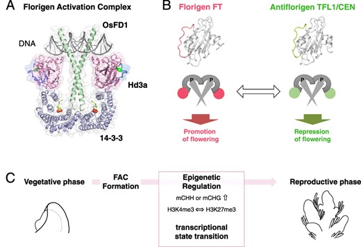 The FAC and the transition from vegetative-to-reproductive phase. (A) Structural model of FAC: the FAC comprises of the florigen FT, its receptor 14-3-3 and the bZIP transcription factor FD. The model is produced from the structure of rice homologs Hd3a, 14-3-3 and OsFD1. (B) Antagonistic functions at the molecular level: The florigen FT and antiflorigen TFL1/CEN operate in opposition. A conversion between FT and TFL1 shifts the function of the protein complex, toggling between promoting and repressing flowering. (C) Phase transition mediated by FAC: The formation of the FAC orchestrates the epigenetic regulation of gene expression. This subsequently catalyzes a shift in the transcriptional state of the SAM, leading to the vegetative-to-reproductive phase transition.