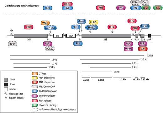 The arrangement of the rrn operon in chloroplasts and RNA processing factors. The four rRNA species of chloroplasts are organized in one operon and are transcribed as a single polycistronic precursor. As indicated by arrows and scissors, the precursor is then cleaved at several positions and undergoes further processing to form the mature rRNA species (bold lines). The nuclear-encoded PPR and OPR proteins, endo- and exoribonucleases and RNA-helicases and ribosome-binding factors with defined roles in rRNA processing and maturation are indicated at the respective positions and color-coded according to their function and activity. Factors that lack eubacterial counterparts were framed with dashed lines (see legend for details).