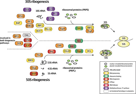 Factors involved in the plastid ribosome assembly. The factors were arranged based on their actions on the small (30S), large (50S) or both ribosomal subunits during the assembly process. The factors were also color-coded based on experimental evidence or known RNA-binding motifs that support their interaction with RPs as well as function in rRNA processing, assembly and RNA chaperone activity (see legend for details). Additionally, GTPases, RNA-helicases and methyltransferases were highlighted in the figure. Factors that lack eubacterial counterparts were framed with dashed lines.