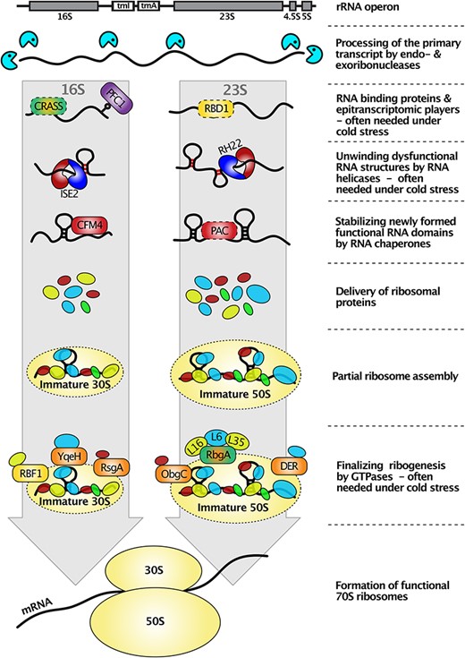 Chloroplast ribogenesis: from transcripts to functional ribosomes. The entire biogenesis pathway is schematically illustrated from rRNA transcripts to the assembly of functional chloroplast 70S ribosomes. Some factors involved in ribogenesis are exemplified. The initial processing of the primary polycistronic rRNA transcript is mediated by exo- and endoribonucleases as well as numerous RNA-binding proteins that facilitate further rRNA maturation steps. Methyltransferases and other writers install epitranscriptomic marks into rRNA species to support the processing, assembly and function of ribosomes. DEAD-box RNA-helicases, which generally contain two RecA-like domains, are often important under abiotic stress conditions to unwind dysfunctional RNA structures (red duplexes) that are thermodynamically trapped especially in the cold. This process typically requires energy in the form of GTP or ATP hydrolysis or even heat. RNA chaperones enable the correct folding of functional rRNAs (black duplexes) without requiring further energy input. Subsequently, RPs are delivered, which partially assemble into the immature ribosomal 30S and 50S subunits presumably due to their own RNA chaperone activity. This process is supported by GTPases, which can serve as placeholders and facilitate the incorporation of additional proteins into the ribosomal subunits. Finally, both subunits come together to form translational competent 70S ribosomes. Note that the coordinated sequence of rRNA maturation and ribosome assembly events does not strictly follow the order shown in the simplified figure, that temporal aspects have not been considered and that the contribution of the 4.5S and 5S rRNAs has been excluded.