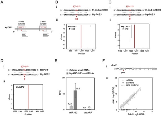 Target prediction of miR390 and tasiARF and the role of MpDCL4 in tasiRNA biogenesis in M. polymorpha. (A) Illustration of the two-hit configuration of miR390 to MpTAS3. (B) The 5ʹ-end target site of MpTAS3 paired with miR390. (C) The 3ʹ-end target site of MpTAS3 paired with miR390. (D) tasiARF and MpARF2. The alignments between the representative tasiRNAs or miRNAs and their target transcripts are shown below the corresponding t-plots. The arrowheads and the numbers below the arrowheads correspond to the positions of red lines and the read abundances, respectively. The x-axis of the t-plot is the position on the transcript starting from the transcription start site, and the y-axis is the number of reads detected from a position. Red lines indicate the signatures produced by tasiRNA- or miRNA-directed cleavage. (E) Bar plot of miR390 and tasiARF RPM values from the cellular and MpAGO1-IP profiles. (F) miRNAs and tasiRNAs in the dcl4ge mutant. Site of gene editing on the MpDCL4 genomic DNA (i). The scatter plot shows the RPM values of miRNAs (gray dots) and tasiRNAs (white dots) in Tak-1 plants and dcl4ge mutants (ii).