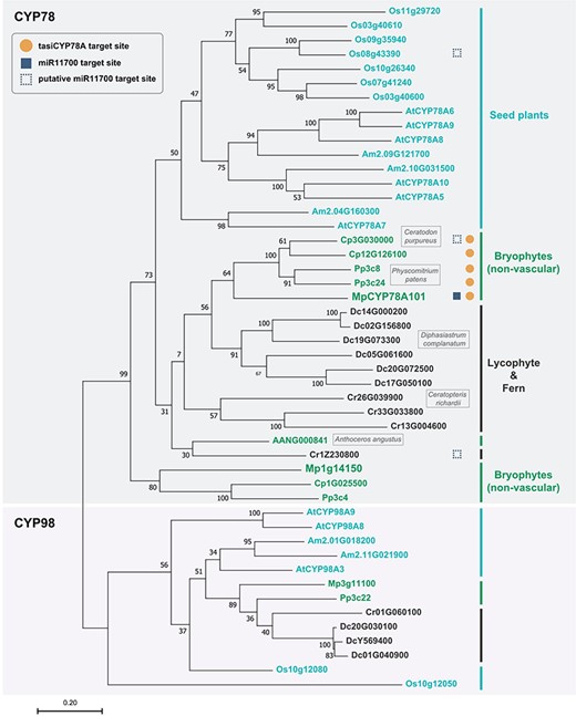 Phylogenetic tree of CYP78 homologs. CYP78 homologs in bryophytes, lycophytes, ferns and seed plants. The orange circles indicate the CYP78 homologs with the tasi78A target site. The blue squares indicate the CYP78 homologs with the miR11700 target site and the open squares indicate the CYP78 homologs with the putative miR11700 target site. Bryophytes (Anthoceros angustus, Ceratodon purpureus, Physcomitrium patens and Marchantia polymorpha), lycophytes (Diphasiastrum complanatum), ferns (Ceratopteris richardii) and seed plants (Arabidopsis thaliana, Oryza sativa, Amborella trichopoda). CYP98 homologs were used as an outgroup. The phylogenetic relationships were constructed by MEGAX using the ML criterion with 1,000 bootstrap replicates.