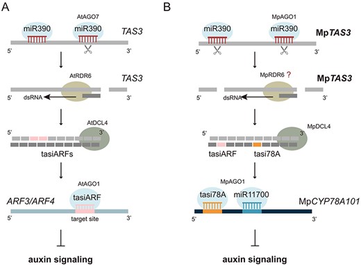 Illustration of the miR390/TAS3 regulatory module in Arabidopsis and M. polymorpha.