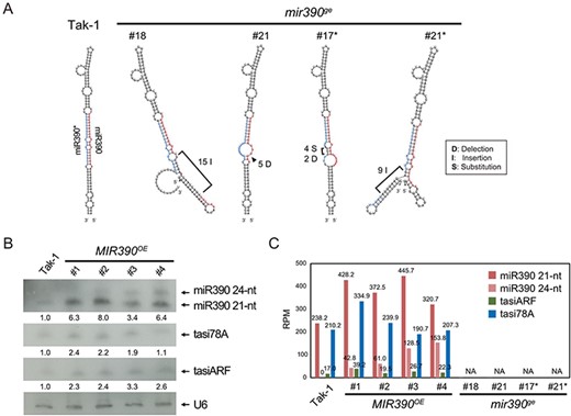 Small RNA expression patterns of miR390, tasiARF and tasi78A in the mir390ge mutants and MIR390OE plants. (A) Secondary structure prediction of the wild type and edited miR390 precursors. The mature sequence is highlighted in red, and the star sequence is highlighted in blue. (B) Northern blotting of miR390, tasiARF and tasi78A in the MIR390OE plants. U6 was used as a loading control. (C) Small RNA profiles of miR390, tasiARF and tasi78A in the MIR390OE plants and mir390ge mutants.