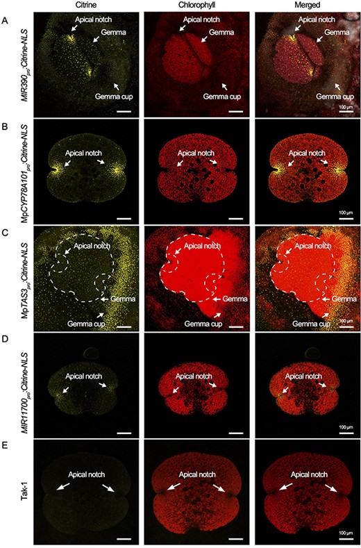 Expression patterns of the MIR390/MpTAS3 module, MIR11700, and MpCYP78A101 in M. polymorpha. Confocal images of the MIR390pro:Citrine-NLS (A), MpCYP78A101pro:Citrine-NLS (B), MpTAS3pro:Citrine-NLS (C) and MIR11700pro:Citrine-NLS (D) transgenic plants during gemma development. (E) Tak-1 plant was used as a negative control.