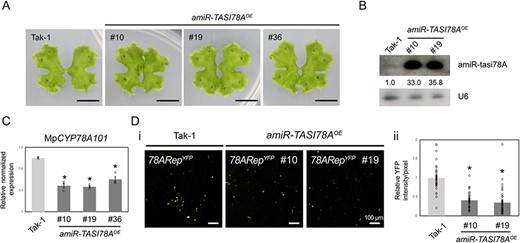 Phenotypic observations and reporter assays of 78ARepYFP in the amiR-TASI78AOE plants. (A) Vegetative growth of the 18-day-old amiR-TASI78AOE plant G3 lines. Scale bars, 1 cm. (B) Northern blotting of amiR-tasi78A in amiR-TASI78AOE plants. U6 served as a loading control. (C) qRT-PCR of MpCYP78A101 in the amiR-TASI78AOE plants. MpEF1-alpha was used as a reference gene. Error bars represent the standard error from three biological replicates. (D) YFP transient reporter assays of 78ARepYFP in the amiR-TASI78AOE plants (i). The quantified relative YFP intensity of the data was calculated from more than 30 images captured by a fluorescence microscope (ii). Tak-1 plants were used as control. Error bars represent the standard error from three biological replicates.
