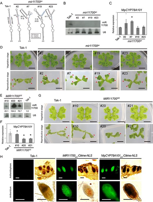 Phenotypic observations and expression analysis of the mir11700ge mutants and MIR11700OE plants. (A) Secondary structure prediction of the wild type and edited miR11700 precursors. The mature and star sequences of miRNAs are highlighted in red and blue, respectively. (B) Northern blotting of miR11700 in the mir11700ge mutants. (C) qRT-PCR of MpCYP78A101 in the mir11700ge mutants. (D) Plant growth of the mir11700ge mutants. (E) Northern blotting of miR11700 in the MIR11700OE plants. (F) qRT-PCR of MpCYP78A101 in the MIR11700OE plants. (G) Plant growth of the MIR11700OE plants. U6 served as a loading control. EF1-alpha was used as a reference gene. Error bars represent the standard error from three biological replicates. The plants in the vegetative and reproductive stages were 2.5-week-old and 3.5-week-old plants, respectively. Scale bar, 1 cm. The bidirectional arrow indicates the width of the thallus, while the red arrowhead indicates the male sexual organs. (H) Expression patterns of MIR11700 and MpCYP78A101 in the male sexual organs of M. polymorpha. Confocal images of the antheridiophore (upper panel) and antheridium (lower panel) of the MIR11700pro:Citrine-NLS and MpCYP78A101pro:Citrine-NLS plants were obtained at the reproductive stage. Tak-1 plant was used as a negative control. Scale bars, 200 μm.