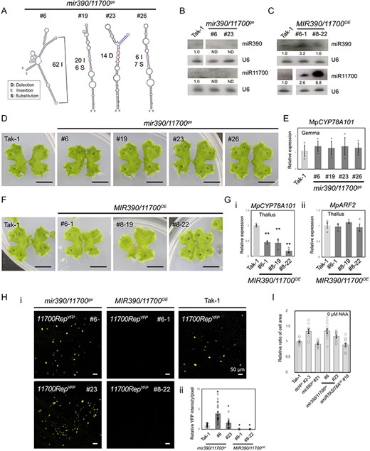 Phenotypic observations and reporter assays of 11700RepYFP in the mir390/11700ge mutants and MIR390/11700OE plants. (A) Secondary structure prediction of the wild type and edited miR11700 precursors. The mature sequence is highlighted in red and the star sequence is highlighted in blue. The mir390ge mutant was used as the genetic background to mutate miR11700. Northern blotting of miR390 and miR11700 in the mir390/11700ge mutants (B) and MIR390/11700OE plants (C), respectively. (D) Vegetative growth of the 18-day-old mir390/11700ge mutants. Scale bars, 1 cm. (E) qRT-PCR analysis of MpCYP78A101 in the gemmae of the mir390/11700ge mutants. (F) Vegetative growth of the 18-day-old MIR390/11700OE plants. Scale bars, 1 cm. (G) qRT-PCR analysis of MpCYP78A101 (i) and MpARF2 (ii) in the thallus of MIR390/11700OE plants. (H) YFP-transient reporter assays of 11700RepYFP in the mir390/11700ge mutants and MIR390/11700OE plants (i). The YFP intensity was quantified using more than 20 images captured by a fluorescence microscope (ii). Tak-1 was used as a control. Error bars represent the standard error from three biological replicates. (I) Relative cell area ratios of various plants in response to Tak-1 plants without NAA treatment. Epidermal cells in the central region of gemma were used for area calculation.