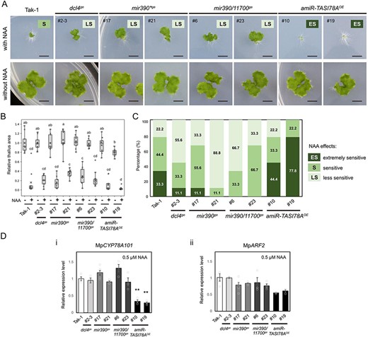 NAA treatment of dcl4ge, mir390ge, mir390/11700ge mutants and amiR-TASI78AOE plants. (A) Comparative phenotypes of Tak-1 plants, dcl4ge, mir390ge, mir390/11700ge mutants and amiR-TASI78AOE plants (n = 36). These images were captured 14 days post-gemma germination on the media supplemented with 0.5 µM NAA (upper panel) and without NAA (lower panel). ‘ES’ represents an extremely sensitive phenotype; ‘S’ represents a sensitive phenotype; ‘LS’ represents a less sensitive phenotype. Scale bar, 5 mm. (B) A boxplot illustrating the relative thallus area within each box. The horizontal band denotes the median, and the cross indicates the mean. The lower and upper edges of the box represent the first and third quartiles, respectively. Individual data points derived from a minimum of nine independent plants are shown as dots. Statistical significance was assessed using Tukey’s honestly significant difference test, with letters above the boxplots denoting significant differences (P-value < .05). (C) The frequency distribution of NAA effects was classified across various plants. An area ratio (with NAA/without NAA) less than 0.025 indicated an extremely sensitive phenotype, an area ratio between 0.025 and 0.2 indicated a sensitive phenotype and an area ratio greater than 0.2 indicated a less sensitive phenotype. (D) qRT-PCR analysis of MpARF2 (i) and MpCYP78A101 (ii), using MpEF1-alpha as the internal control. Error bars represent the standard error (SE) from three biological replicates.