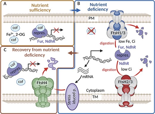 Alt-text: During Fe or Ci starvation, FtsH1/3 degrades the transcription factors Fur and NdhR, which normally repress the expression of the respective regulon. The degradation of the repressor leads to the expression of stress proteins necessary for acclimation. Conversely, when nutrients become available again after starvation, FtsH1/3 degrades these stress proteins.