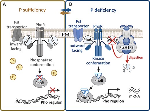 Alt-Text: In phosphorus deficiency, FtsH1/3 regulates the level of negative regulator PhoU, which typically inhibits the expression of genes important for maintaining phosphorus homeostasis. Degradation of PhoU leads to an increased expression of the Pho regulon, facilitating rapid acclimation to stress.
