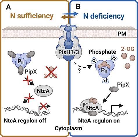 Alt-text: In nitrogen deficiency, FtsH1/3 facilitates the phosphorylation of the PII signal transduction protein. This phosphorylation leads to the release of the PII-binding protein PipX. Once released, PipX binds to the NtcA transcription factor, activating it and resulting in the expression of the NtcA regulon, facilitating rapid acclimation to stress.