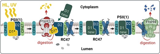 Alt-text: Under high light and UV stress, the PSII reaction centre protein D1 is damaged and binding of the CP43 antenna within PSII is detabilized. As a result, FtsH2/3 gains access to the damaged D1, which is degraded and then replaced with newly synthesized D1. Subsequently, CP43 fully reattaches. PSII repair occurs in the presence of high light-induced proteins (Hlips), which protect PSII intermediates from oxidative damage. After PSII repair, Hlips are released from the complex and their abundance is regulated by FtsH4.