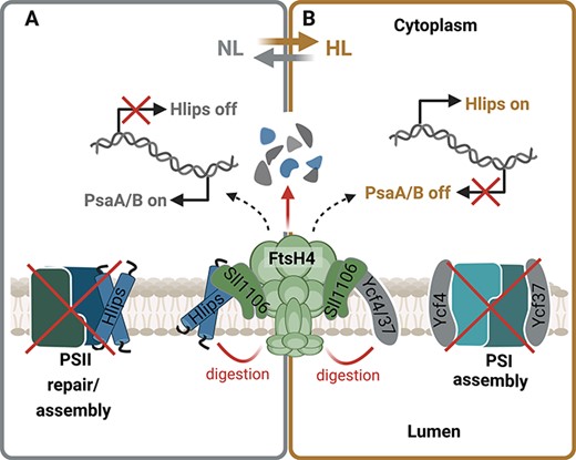 Alt-text: Upon exposure to high light, FtsH4 promotes the expression of genes for high light-inducible proteins (Hlips), which are crucial for the photoprotection of PSII. At the same time, it decreases levels of the PSI assembly factors Ycf37 and Ycf4, leading to reduced PSI biosynthesis. After the transition from high to normal light, FtsH4 reduces the levels of excess Hlips to accelerate PSII assembly and optimize photosynthetic efficiency.