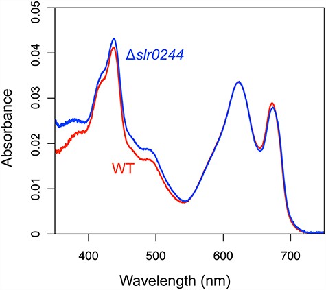 Absorption spectra of the cell suspension with OD750 = 0.2. The red and blue lines represent the WT and slr0244 mutant, measured in triplicates, respectively.