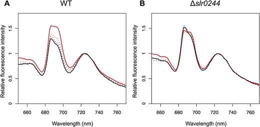 Chlorophyll fluorescence spectra at 77 K with phycocyanin excitation at 625 nm for (A) the WT and (B) the slr0244 mutant. Before the measurements, the cyanobacterial cells were incubated in the light with DCMU (red solid line), in the light without DCMU (red dotted line), in the dark with KCN (black solid line) or in the dark without KCN (black dotted line). Each fluorescence spectrum was normalized at the peak of the PSI fluorescence. The averaged spectra from three biological replicates for each strain are shown.