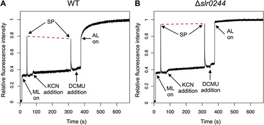 The kinetics of chlorophyll fluorescence determined by PAM chlorophyll fluorometer for (A) the WT and (B) the slr0244 mutant. A typical trace for each strain is shown from the experiments of three biological replicates. ML, AL and SP stand for the measuring light, the actinic light and the saturating pulse, respectively. The red dashed lines are drawn to connect the two peaks of the fluorescence upon saturating pulse irradiation for comparison. Each fluorescence spectrum was normalized at the level of Fm.