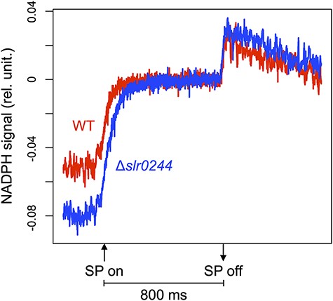 The dark-to-light induction kinetics of the NADPH fluorescence under the saturating pulse (SP) for 800 ms. The red and blue lines represent the WT and slr0244 mutant, respectively. The average values from three biological replicates for each strain are shown.