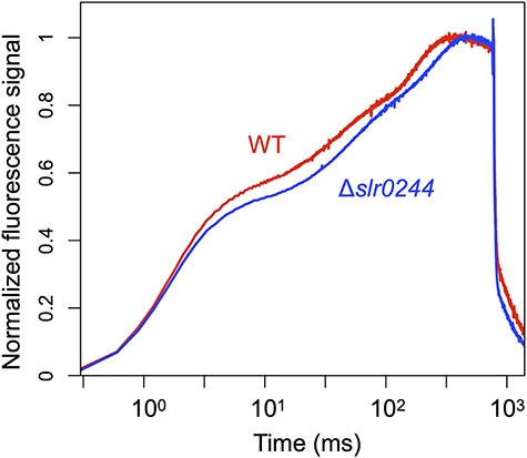 The dark-to-light induction kinetics of the chlorophyll fluorescence under the saturating pulse for 800 ms. The red and blue lines represent the WT and slr0244 mutant, respectively. The fluorescence level at each time point (Ft) was normalized using the formula (Ft−Fo)/(Fp−Fo). Here, Fo represents the average fluorescence level before the saturating pulse and Fp denotes the peak fluorescence level under the saturating pulse. The time is shown in logarithmic scale. The average values from three biological replicates for each strain are shown.