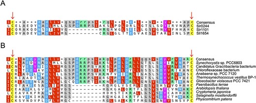 Multiple alignment results of the USP regions with two conserved cysteines in (A) the USPs in Synechocystis sp. PCC 6803 and (B) the USPs in the other cyanobacteria, bacteria and land plants.