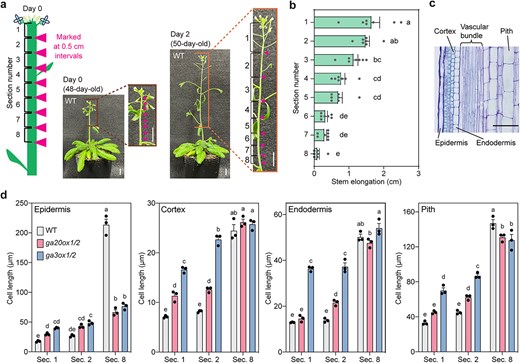 Edit Filter Menu Options GA20ox1-mediated GA4 production promotes inflorescence stem growth in ...