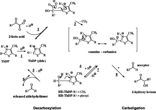 Reaction mechanism of BFD and PDC. The reaction cycle is started by deprotonation of ThDP bound to the enzyme (1). The ylide is able to bind a 2-keto acid (pyruvate, R1 = methyl; benzoylformate, R1 = phenyl) via nucleophilic addition to the carbonyl group (2). The resulting adduct decarboxylates to an enamine carbanion (3). Protonation of this species yields hydroxyethyl-(HE)-ThDP or hydroxybenzyl-(HB)-ThDP (4), which subsequently eliminates the corresponding aldehyde (PDC, acetaldehyde; BFD, benzaldehyde) upon protonation and regenerated the ThDP ylide (5). Decarboxylation and carboligation are assumed to have a common intermediate, the enamine carbanion. In addition to the decarboxylation route (2 and 3) this species can be generated by direct addition of a (donor) aldehyde to the ThDP ylide (route 6 and 7). Addition of a further (acceptor) aldehyde leads to the formation of 2-hydroxy ketones.