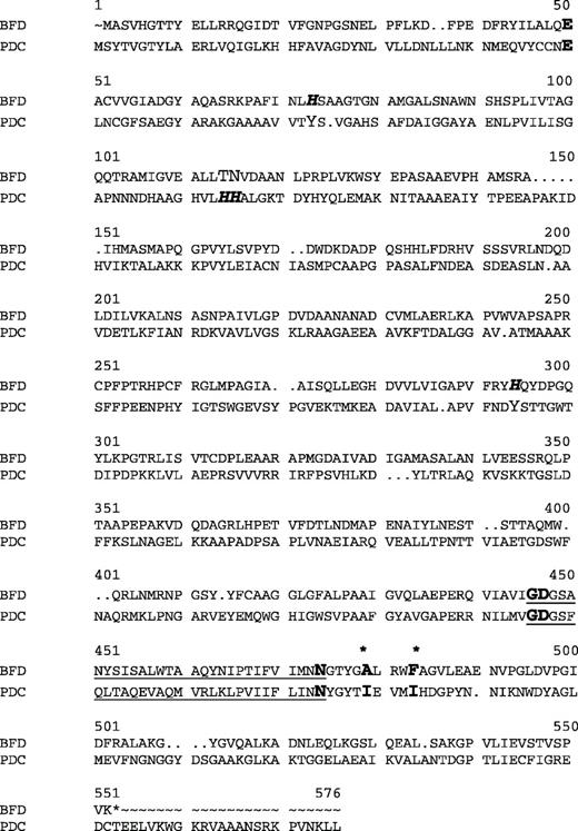 Sequence alignment of BFD and PDC. The major residues interacting with ThDP are highlighted in bold. The active site histidine residues are highlighted in bold italic. Note that the histidine residues arise from distinctly different regions of sequence and are not identified by standard sequence alignments. The substrate recognition residues described in the text are printed in bold and are marked by asterisks. The ThDP-binding motif is underlined.