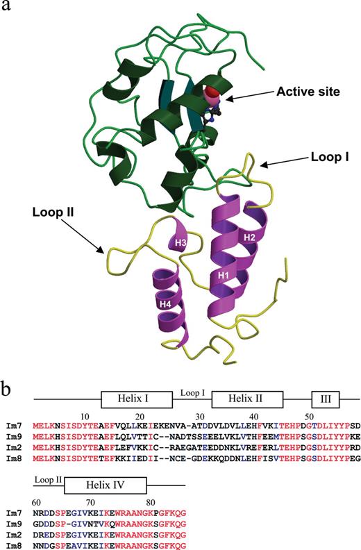 (a) Ribbon diagram representation of the crystal structure of Im7 and its associated DNase domain (PDB ID: 7CEI) (Ko et al., 1999). Helix I (residues 13–26), helix II (residues 33–45), helix III (residues 51–55), helix IV (residues 66–79), and variable loop I (residues 27–32) and variable loop II (residues 56–64) are indicated. For the DNase domain, the bound Zn2+ ion co-ordinated to three histidine residues and a water molecule in the active site are indicated. The figure was generated using Molscript and Raster 3D (Kraulis, 1991; Merritt and Bacon, 1997). (b) Sequence alignment of Im7, Im9, Im2 and Im8. The location of the helices and loops in the structure of Im7 are shown, and identical (red) and conserved (blue) residues are indicated.