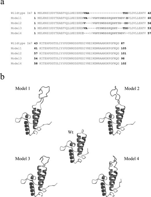 Im7 chimeric proteins. (a) Amino acid sequence alignments of the Im7 wt and the four Im7- H3 chimeras. The variable loop 1 residues conserved from the Im7 scaffold are given in boldface, residues from the IgG1b12 CDR H3 loop are shown in boldface in red, while additional adjacent residues on either end of the inserted loop (originally from the parent b12 antibody) are given in red. For model 4, residue Asn 26 was mutated to the aliphatic residue isoleucine (given in blue). (b) Molscript depictions of the lowest energy conformers of the four Im7-H3 chimeras. The b12 CDR H3 loop component for each conformer is given in orange. A colour version of this figure is available at PEDS online.