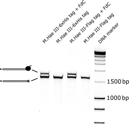  Formation of covalent DNA-protein fusions in the compartments of a water-in-oil emulsion. Biotinylated M.Hae III-6xHis tag and M.Hae III-Flag tag DNA templates with or without the covalent attachment site 5′-GGFC-3′ were prepared. The four different DNA templates were used for protein expression in emulsion. Subsequently, the biotinylated DNA fragments present in the extracted water phases were immobilized on the surface of streptavidin coated magnetic beads. After washing, the beads were suspended in sterile, ion-free water and then heated to 70°C in the presence of an excess of short biotinylated DNA fragments to elute the captured biotinylated DNA templates. The eluted fractions were analyzed on a 6% TBE gel on which the DNA was stained with SYBR green I. A second, upper DNA band representing the DNA-protein fusions was detected in the presence of the cross-linking site 5′-GGFC-3′. FdC : 5-Fluoro-2′-deoxycytidine. DNA marker : Smart ladder DNA marker. 