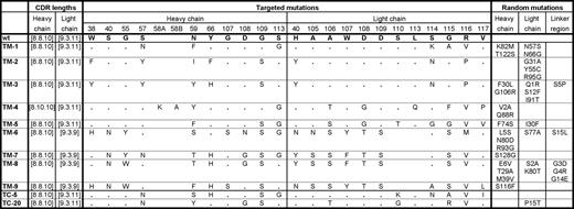 Alignment of sequence variants (TM-1-9) identified after three cycles of phage display and 2 rounds of high-throughput ELISA screening. The wild-type sequence is a fluorescein-specific scFv whose gene served as diversity carrying scaffold. Mutated regions include those targeted by site-directed mutagenesis, introduced in a previous study (Persson et al., 2006), and those randomly introduced in the current study through an error-prone PCR process. Our previous design strategy (Persson et al., 2006) also allowed for the observed length variations in CDRH2 and CDRL3. The scFv TC-5 and TC-20 that were isolated directly from the CT library (Persson et al., 2006) before the error-prone evolution, are also included in the figure. Residues identical with the wild-type sequence are shown with dots while absent residues are indicated with gaps. Residues of the heavy and light chains are numbered according to IMGT (Lefranc et al., 2003) and the linker region ((G4-S)3) from 1 to 15. Amino acids are abbreviated according to their one letter code. Complete gene sequences are available in GenBank, accession numbers EU095633-41.